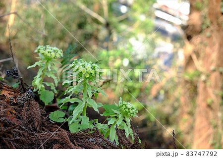 フキノトウ 【相模原市津久井 3月】 フキノトウ 【相模原市津久井 3月】 83747792