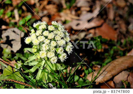 フキノトウの花 【相模原市津久井 3月】 フキノトウの花 【相模原市津久井 3月】 83747800