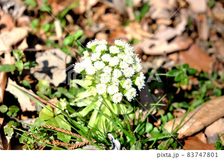 フキノトウの花 【相模原市津久井 3月】 フキノトウの花 【相模原市津久井 3月】 83747801