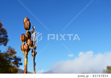 青空と割れたオオウバユリの果実 青空と割れたオオウバユリの果実 83747854
