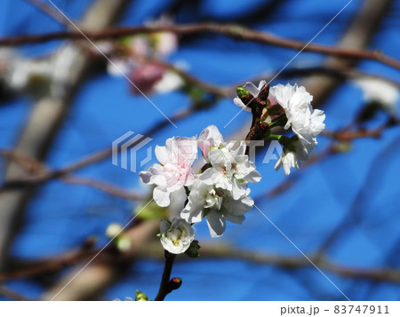 子福桜　Cerasus 'Kobuku-zakura' Ohwi 83747911