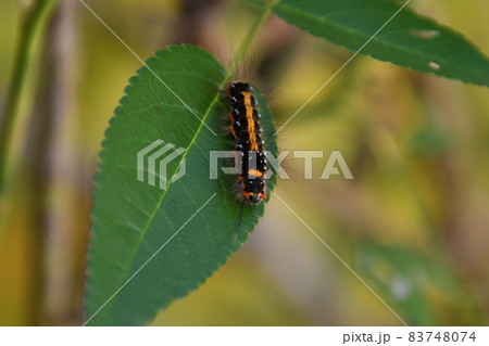 薔薇の葉にモンシロドクガの幼虫がいる風景 83748074