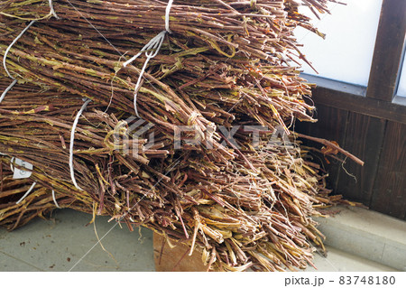 和紙の原料の楮 83748180