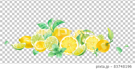 A refreshing watercolor illustration of citrus and mint. Lemon and lime harvest image (vector. Layout changeable) 83748196