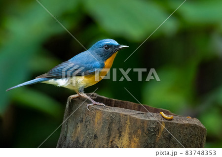 Indochinese Blue Flycatcher perching on bamboo stump with a mealworm on it 83748353