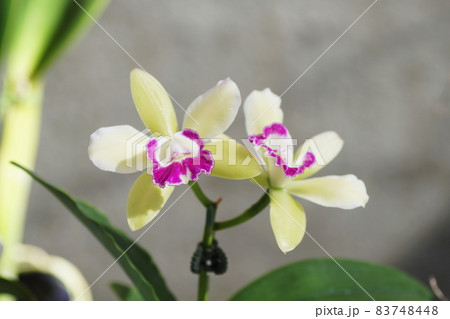 カトレヤ Cattleya カトレヤ Cattleya 83748448
