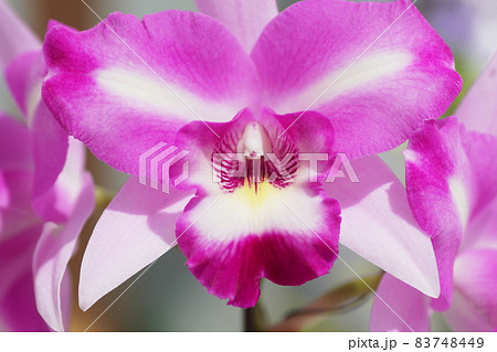 カトレヤ　Cattleya 83748449