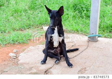 black face of dog,Close up thai dog,Thai Dog Close Up Shot. 83748573
