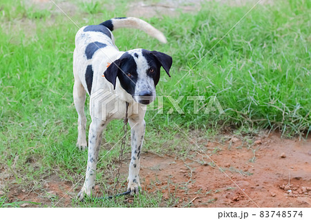 black and white face of dog,Close up thai dog,Thai Dog Close Up Shot,blurred background. black and white face of dog,Close up thai dog,Thai Dog Close Up Shot,blurred background. 83748574