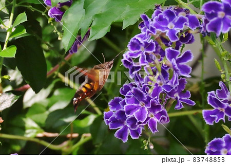 昆虫:ホシホウジャク(スズメガ科)ジュランタの花 昆虫:ホシホウジャク(スズメガ科)ジュランタの花 83748853