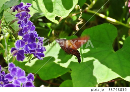 昆虫:ホシホウジャク(スズメガ科)ジュランタの花 昆虫:ホシホウジャク(スズメガ科)ジュランタの花 83748856