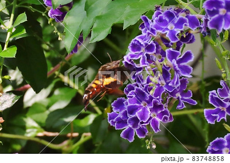 昆虫：ホシホウジャク(スズメガ科)ジュランタの花 83748858