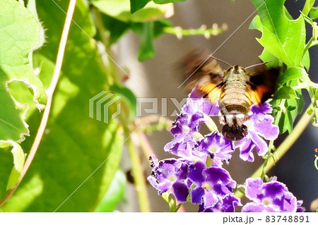 昆虫:ホシホウジャク(スズメガ科)ジュランタの花 昆虫:ホシホウジャク(スズメガ科)ジュランタの花 83748891