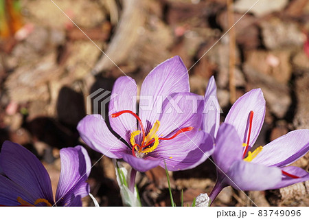 サフラン　saffron 83749096