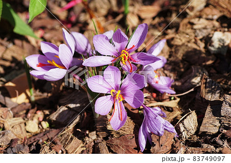 サフラン saffron サフラン saffron 83749097