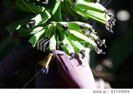 バナナ　Banana 83749099