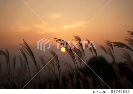 夕陽とススキ　【福岡県筑前町】 83749857