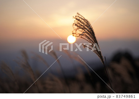 夕陽とススキ　【福岡県筑前町】 83749861