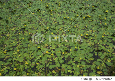 池の水の上にアサザの黄色い花が咲いています。学名はNymphoides peltataです。 83749862