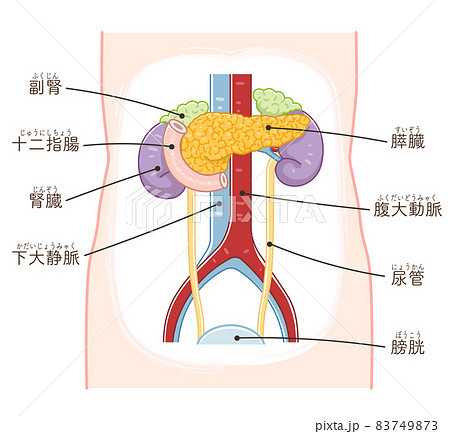 膵臓・十二指腸・腎臓・尿管・副腎・膀胱のイラスト（テキスト付き） 83749873