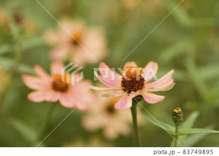公園にオレンジ色のジニアの花が咲いています。 公園にオレンジ色のジニアの花が咲いています。 83749895