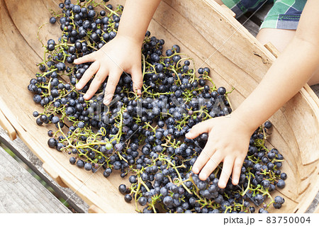 ヤマブドウ ヤマブドウ 83750004