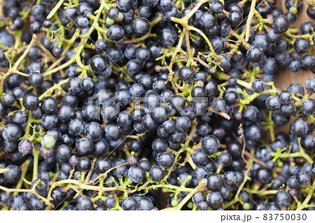 ヤマブドウ ヤマブドウ 83750030