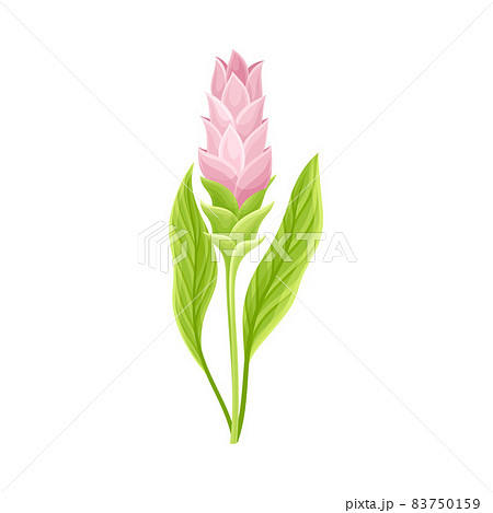 Flowering Plant of Turmeric with Green Leaves and Stem Closeup Vector Illustration 83750159