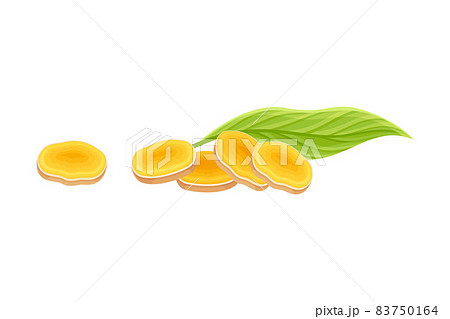 Turmeric or Curcuma Longa Sliced Rhizome Used in Asian Cuisine Closeup Vector Illustration 83750164