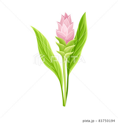 Flowering Plant of Turmeric with Green Leaves and Stem Closeup Vector Illustration 83750194