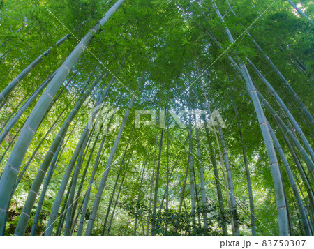 竹林 竹林 83750307