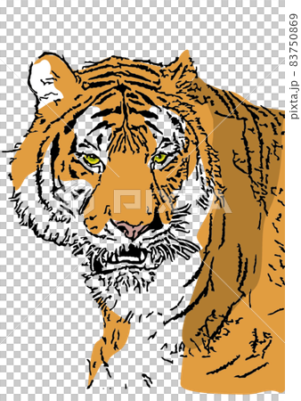 A tiger A tiger 83750869