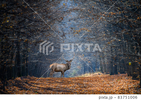 Adult male deer on a background of autumn forest, wildlife 83751006