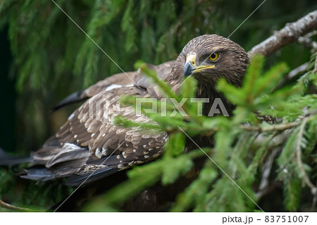 Lesser Spotted Eagle (Aquila pomarina) on tree Lesser Spotted Eagle (Aquila pomarina) on tree 83751007