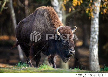 Wild adult Bison in the autumn forest. Wildlife scene from spring nature Wild adult Bison in the autumn forest. Wildlife scene from spring nature 83751016