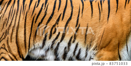 Real tiger skin texture. Tigris fur background texture image background Real tiger skin texture. Tigris fur background texture image background 83751033