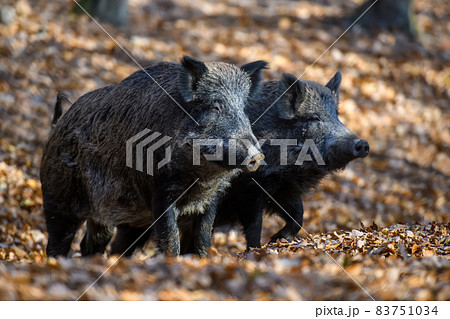 Male Wild boar in autumn forest Male Wild boar in autumn forest 83751034
