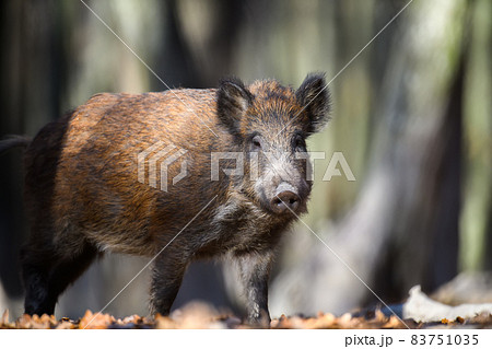 Male Wild boar in autumn forest 83751035