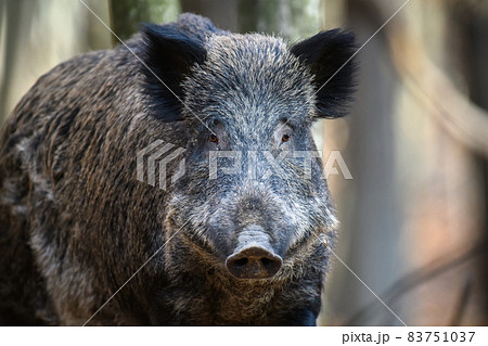 Portrait male Wild boar in autumn forest 83751037
