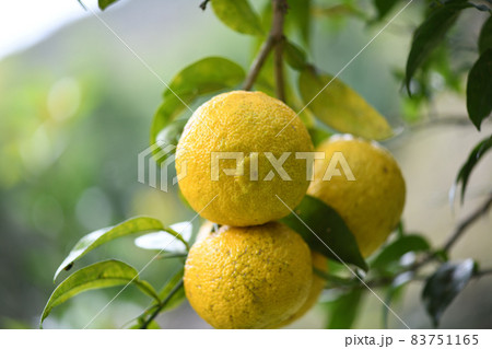熟しはじめた柚子 83751165