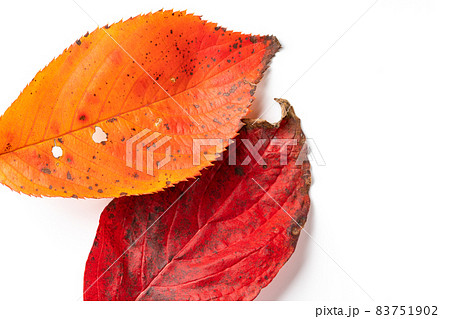白背景に紅葉した落ち葉 83751902