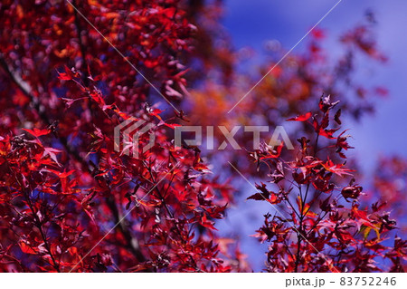 高源寺の紅葉　日の当たった真っ赤な楓 83752246
