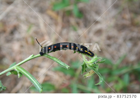せすじすずめの幼虫 せすじすずめの幼虫 83752570