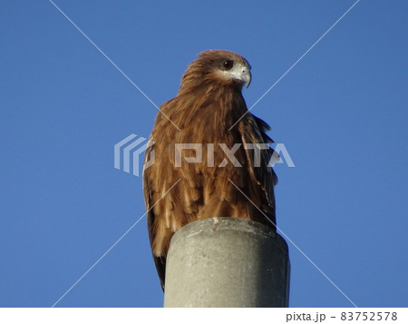 ひときわ高い電柱の上によく姿を現すトビ 83752578