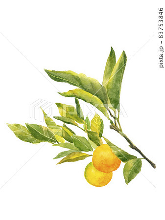 枝葉付きみかんの木【水彩画】白バック コピースペースありPNG 83753846