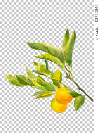 枝葉付きみかんの木【水彩画】白バック コピースペースありPNG 83753846