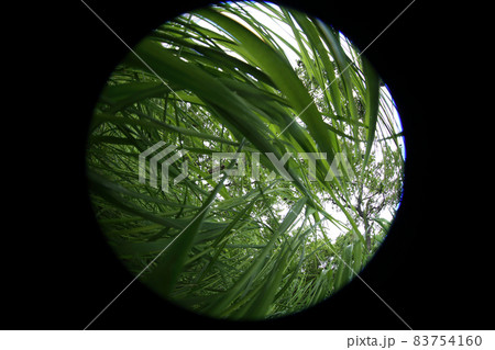 Forest from under the grass. Circular fisheye landscape. The world through the eyes of a little animal 83754160