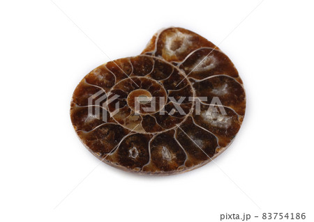 Ammonite half isolated on white 83754186