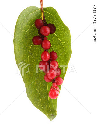 Schisandra Chinensis isolated on white 83754187