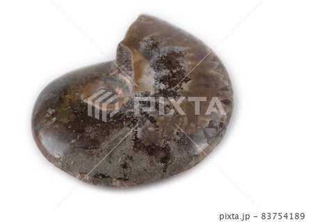 Ammonite isolated on white 83754189